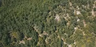 KAHRAMANMARAŞ - Ormanlık alanda kaybolan öğretmeni arama çalışmaları devam ediyor