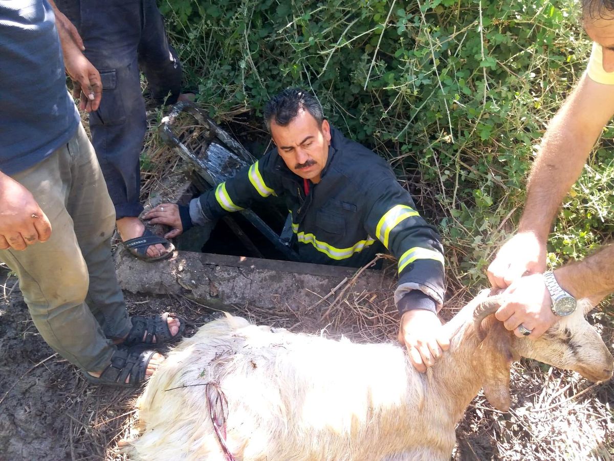 Kuyuya düşen keçiyi itfaiye ekipleri kurtardı