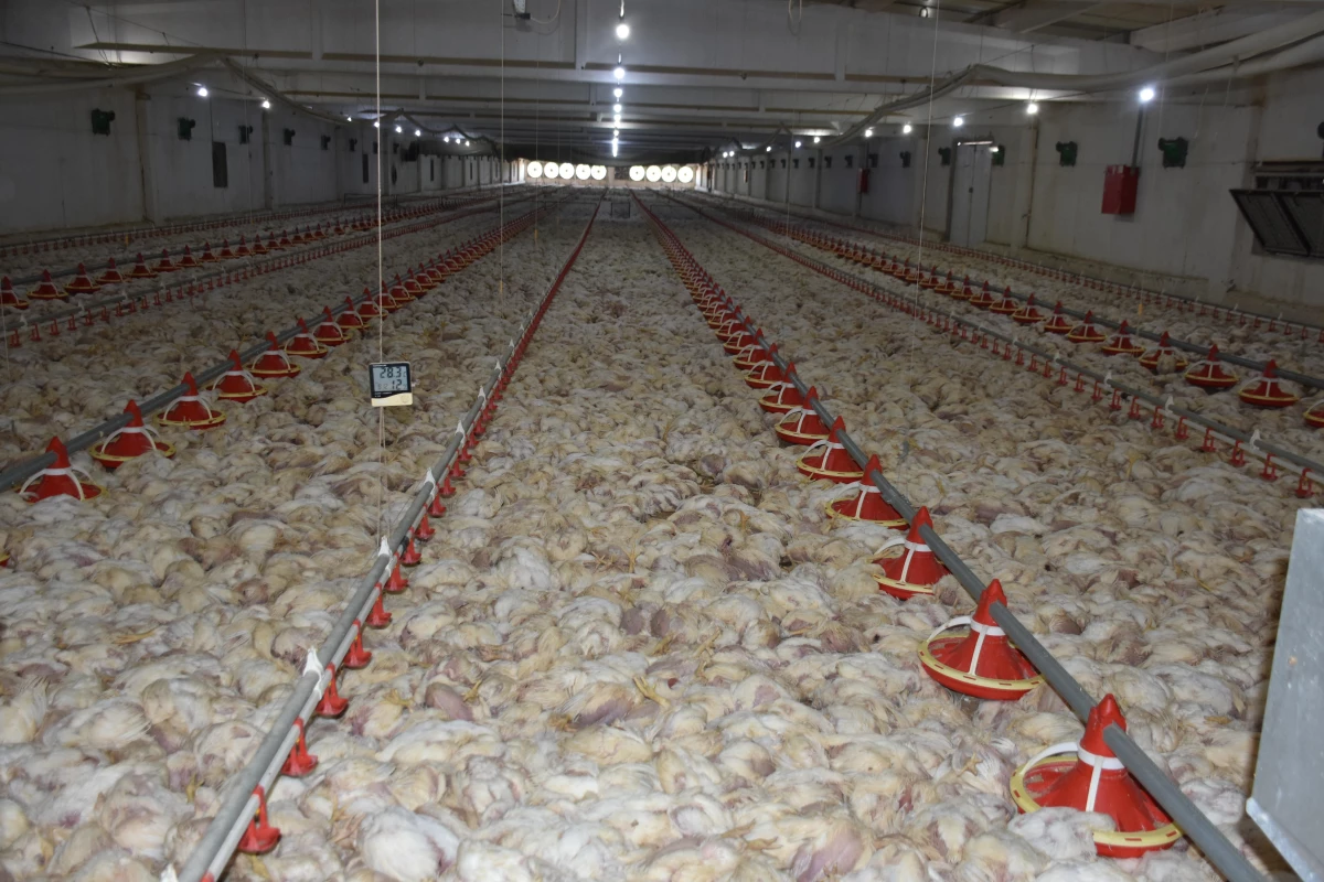 Çiftlikteki 35 bin tavuk telef oldu