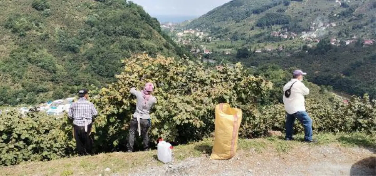 ORDU\'DA FINDIK ÜRETİCİLERİ BAHÇEYE ERKEN GİRDİ