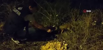 Tuzla'da zabıta memurları, her akşam yemeklerini yavru tilkilerle bölüşüyor