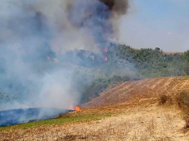 Adana'da anız yangını ormana sıçradı