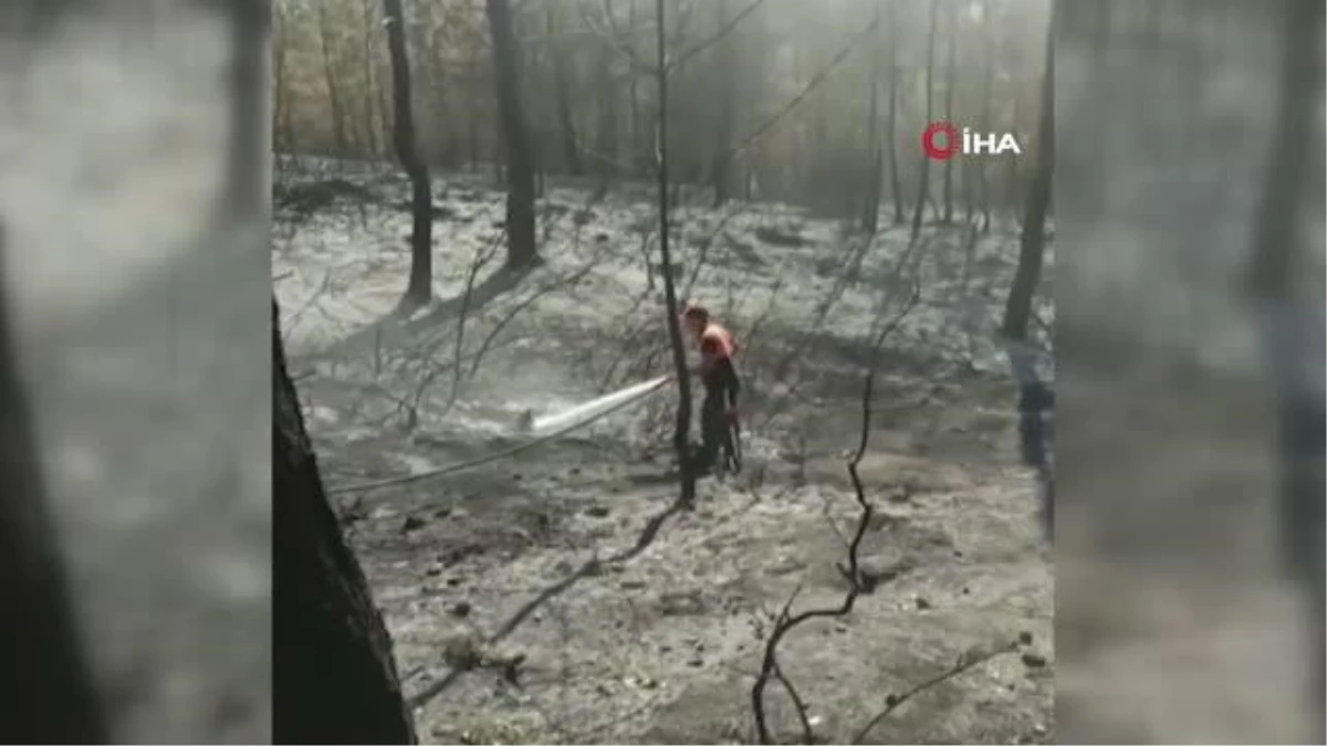 Antalya\'da yangın söndürme çalışmasına destek veren ekipler, yaralı kaplumbağanın hayatını kurtardı