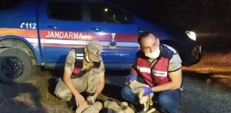 Devriyede terk edilmiş 6 yavru köpek buldular