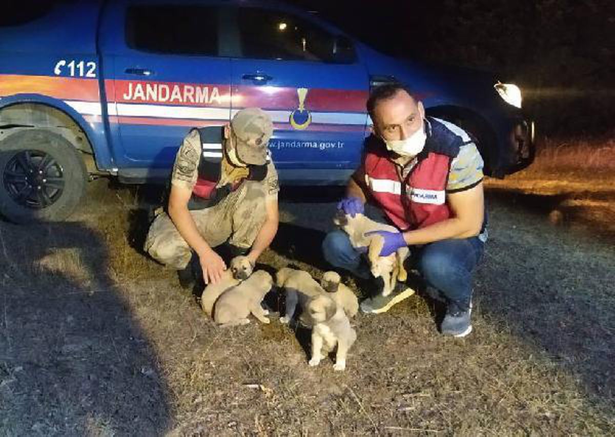 Devriyede terk edilmiş 6 yavru köpek buldular