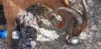 Enkaz altında kalan keçi, Manavgat'taki yangının 6'ncı gününde kurtarıldı