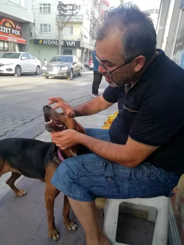 Hayvan Barinagi Gibi Gazete Bayii Son Dakika