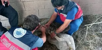 İstanbul'daki belediyelerden yangın bölgesine destek