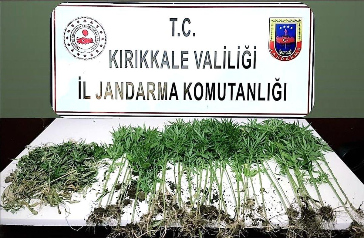 Kırıkkale\'de gece yarısı kenevir sularken suçüstü yakalandı