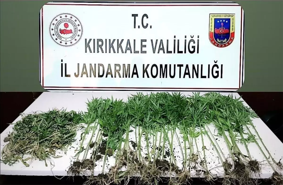 Kırıkkale\'de tarlada Hint keneviri ele geçirildi