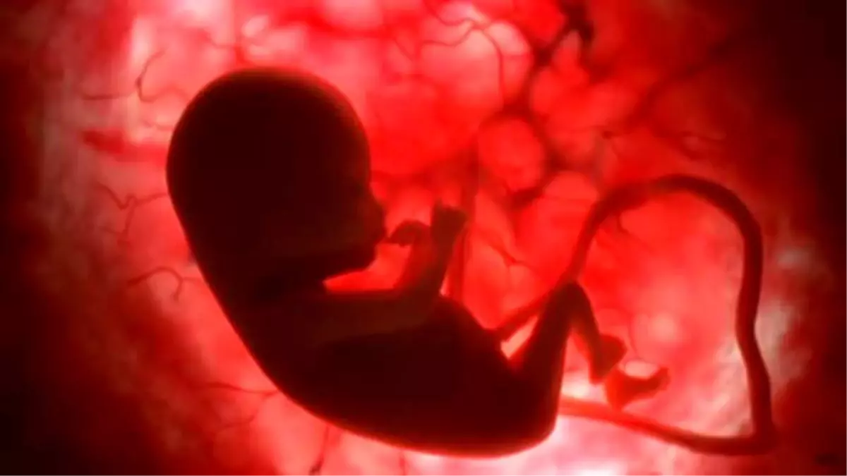 Memeliler Doğumdan Önce Görmedikleri Dünya\'yı Rüyada Görebiliyor!