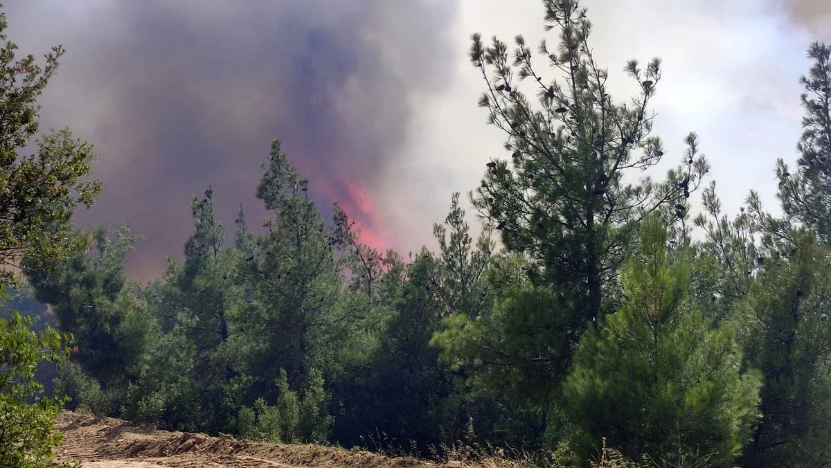 Son dakika! Orman yangını bir mahalleyi tehdit ediyor