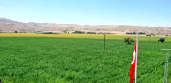 Vali Ayhan: 'Sivas en çok kenevir ekimi yapılan iller arasında'