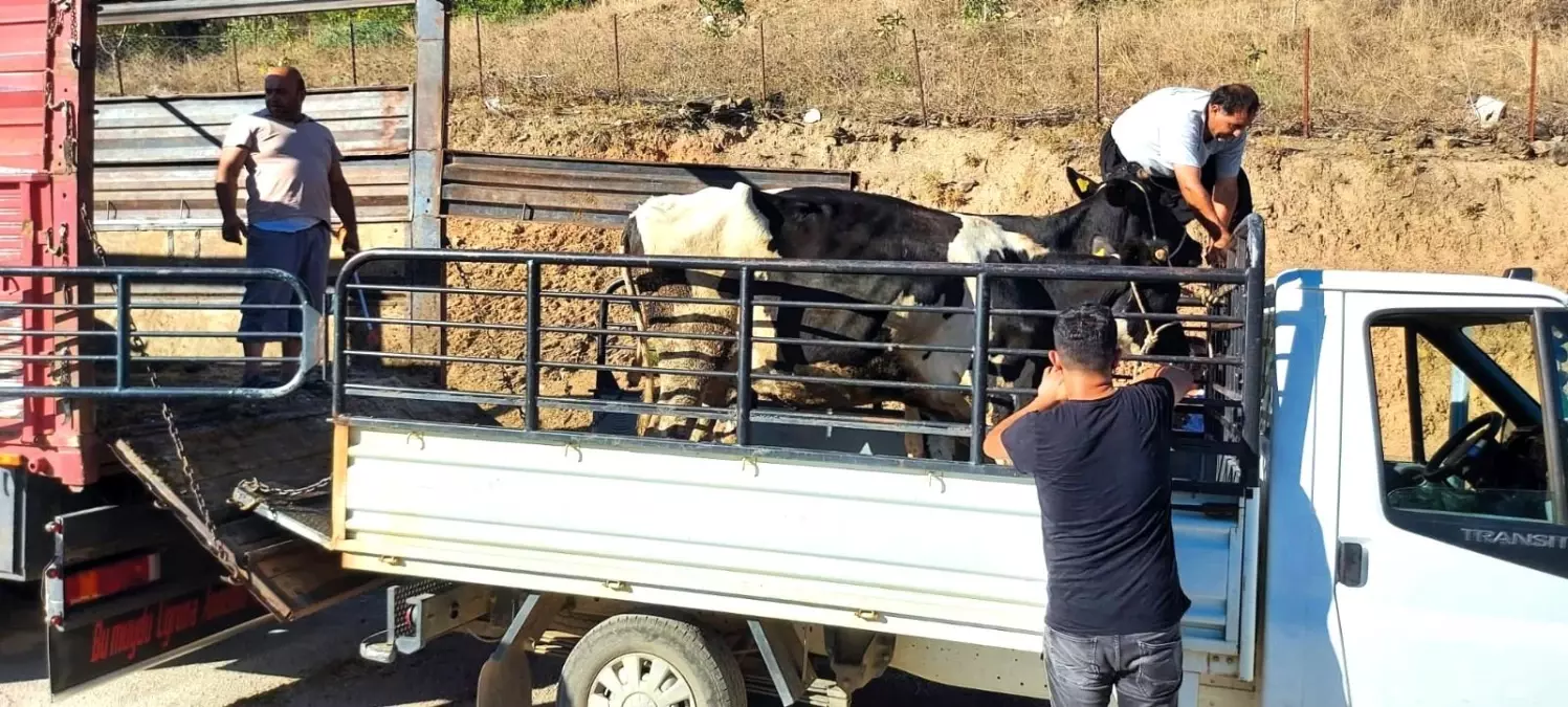 Yangından etkilenen köylülere büyükbaş hayvan desteği