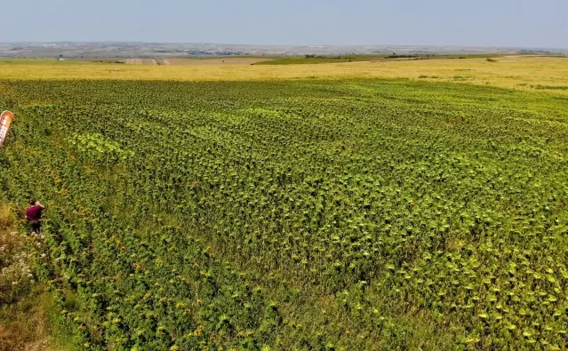 Yerli ve milli ayçiçeği tohumu 2022'de dünya piyasasına çıkıyor Yerli ve milli ayçiçeği tohumu 2022'de dünya piyasasına çıkıyor