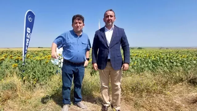 Yerli ve milli ayçiçeği tohumu 2022'de dünya piyasasına çıkıyor Yerli ve milli ayçiçeği tohumu 2022'de dünya piyasasına çıkıyor