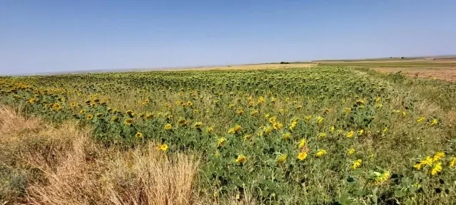 Yerli ve milli ayçiçeği tohumu 2022'de dünya piyasasına çıkıyor Yerli ve milli ayçiçeği tohumu 2022'de dünya piyasasına çıkıyor