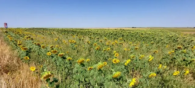 Yerli ve milli ayçiçeği tohumu 2022'de dünya piyasasına çıkıyor Yerli ve milli ayçiçeği tohumu 2022'de dünya piyasasına çıkıyor