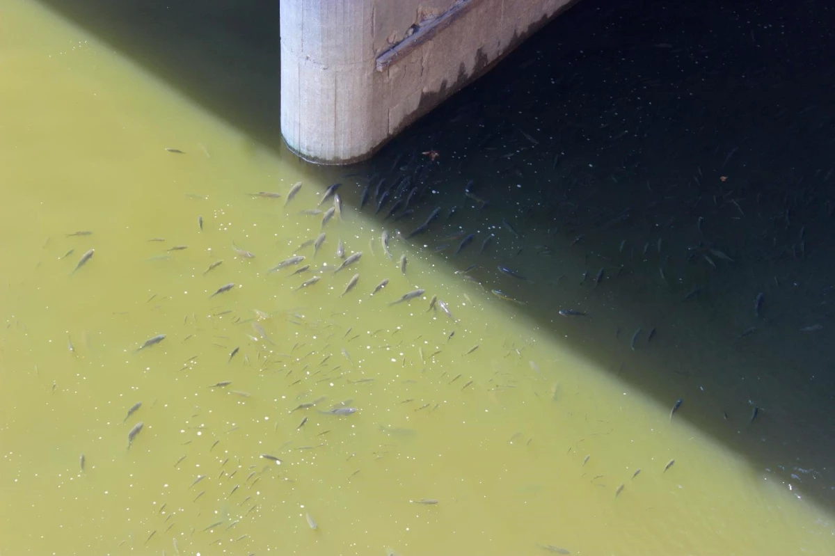 Asi Nehri\'nde balık ölümleri