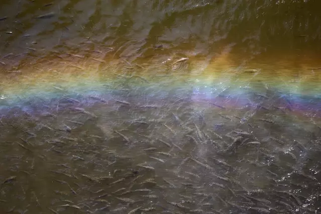 Asi Nehri'nde balık ölümleri görülmesi üzerine inceleme başlatıldı Asi Nehri'nde balık ölümleri görülmesi üzerine inceleme başlatıldı