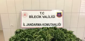 Bilecik'te 336 kök kenevir ele geçirildi