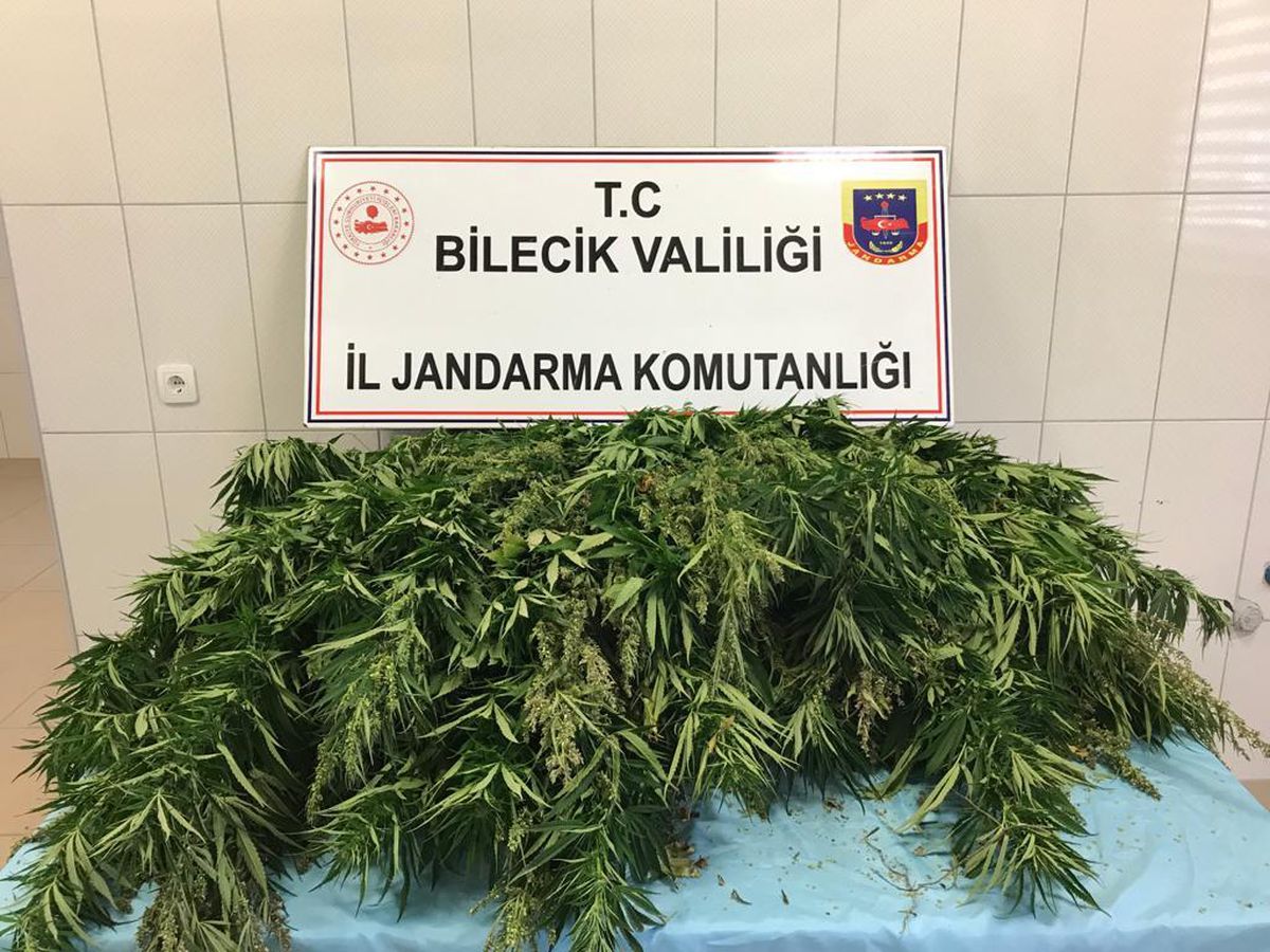 Bilecik\'te 336 kök kenevir ele geçirildi