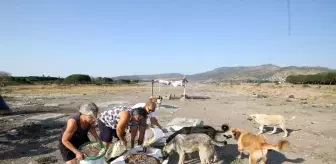 Emekli olduktan sonra sokak hayvanları için çalışmaya başladı