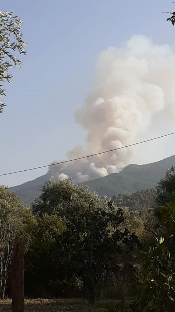 Karacasu&#39;da orman yangını - Son Dakika