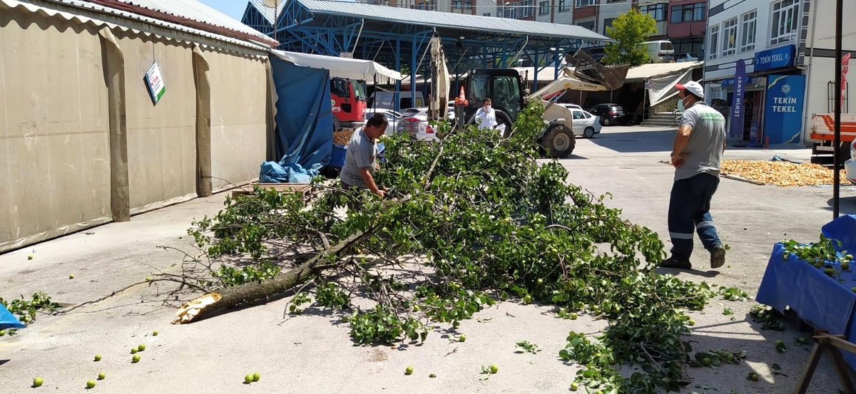 Kopan ağaç dalından tezgahın brandası korudu