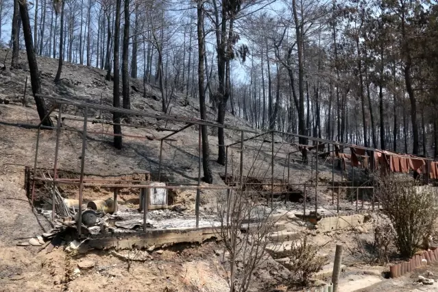 Manavgat yangınında çiftliği küle dönen kadın: Cehennemi yaşadım 