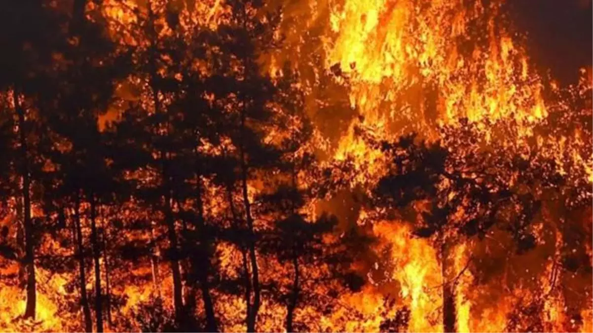 Orman yangınları çam balı üretiminin 40 yılını tehlikeye attı