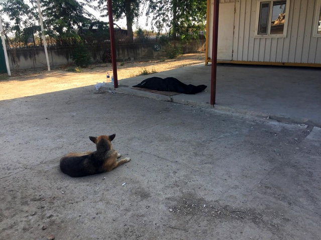 Sokak köpeği boğulan gencin başından ayrılmadı