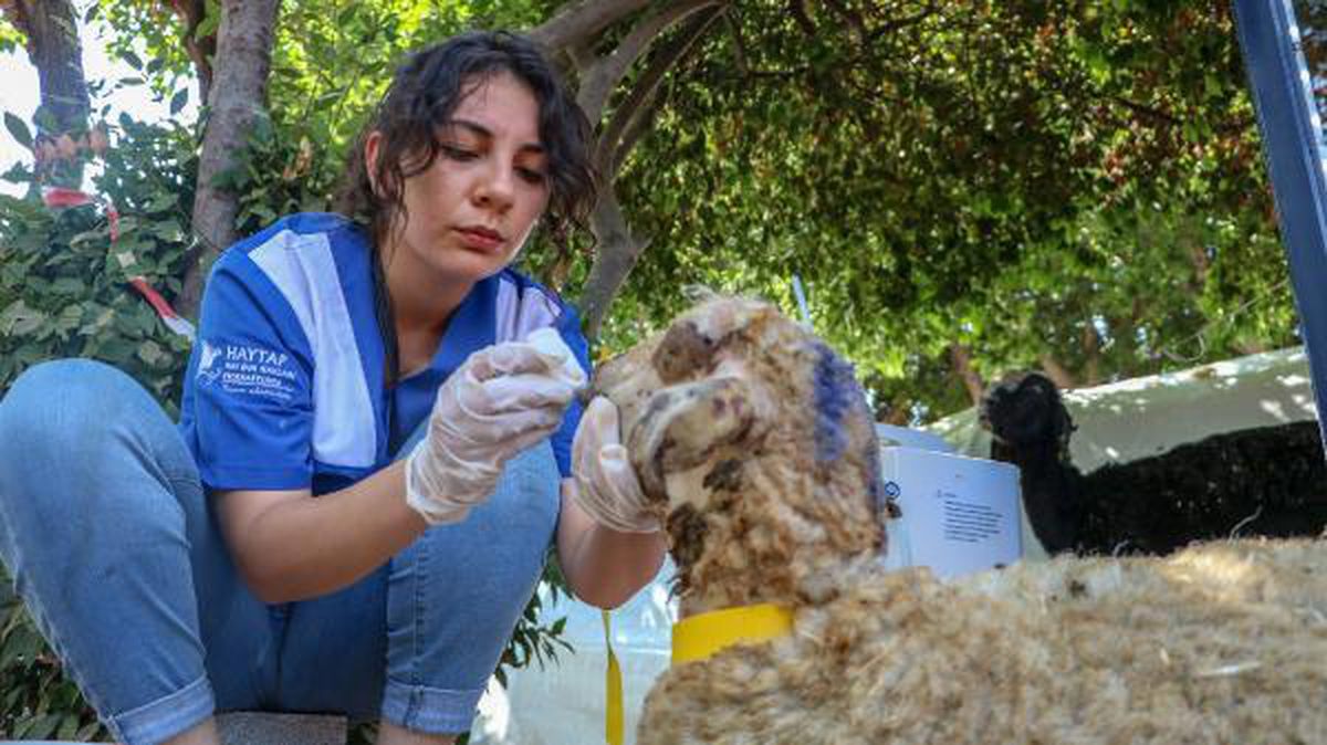 Turkey\'s first field hospital for animals