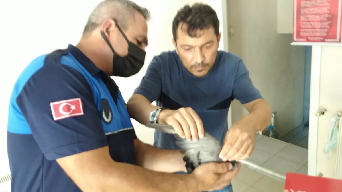 Yaralı güvercinler tedavi edildi