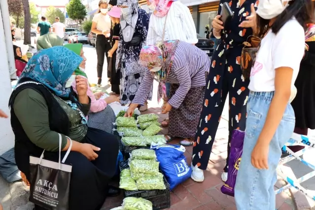 Yeşil altın olarak bilinen bamya, kilosu 30 liradan alıcısıyla buluşuyor Yeşil altın olarak bilinen bamya, kilosu 30 liradan alıcısıyla buluşuyor