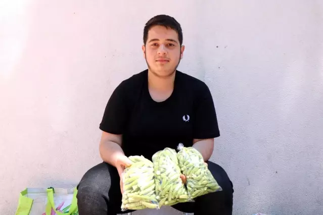 Yeşil altın olarak bilinen bamya, kilosu 30 liradan alıcısıyla buluşuyor Yeşil altın olarak bilinen bamya, kilosu 30 liradan alıcısıyla buluşuyor