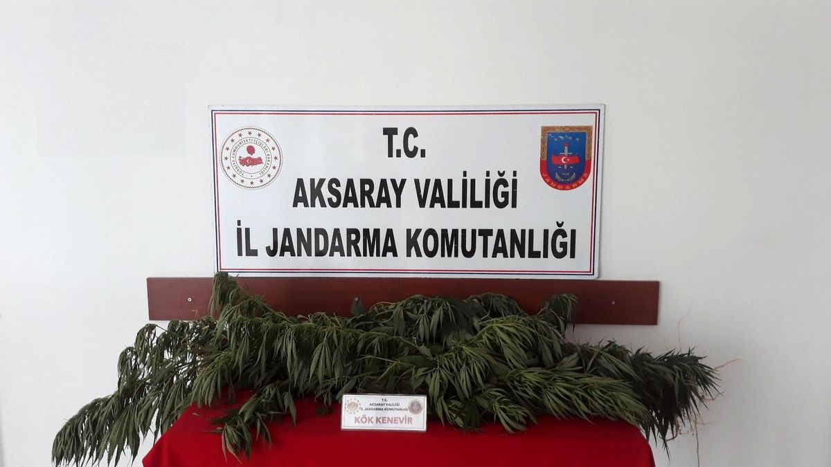 Aksaray\'da jandarmadan bahçelere kenevir operasyonu