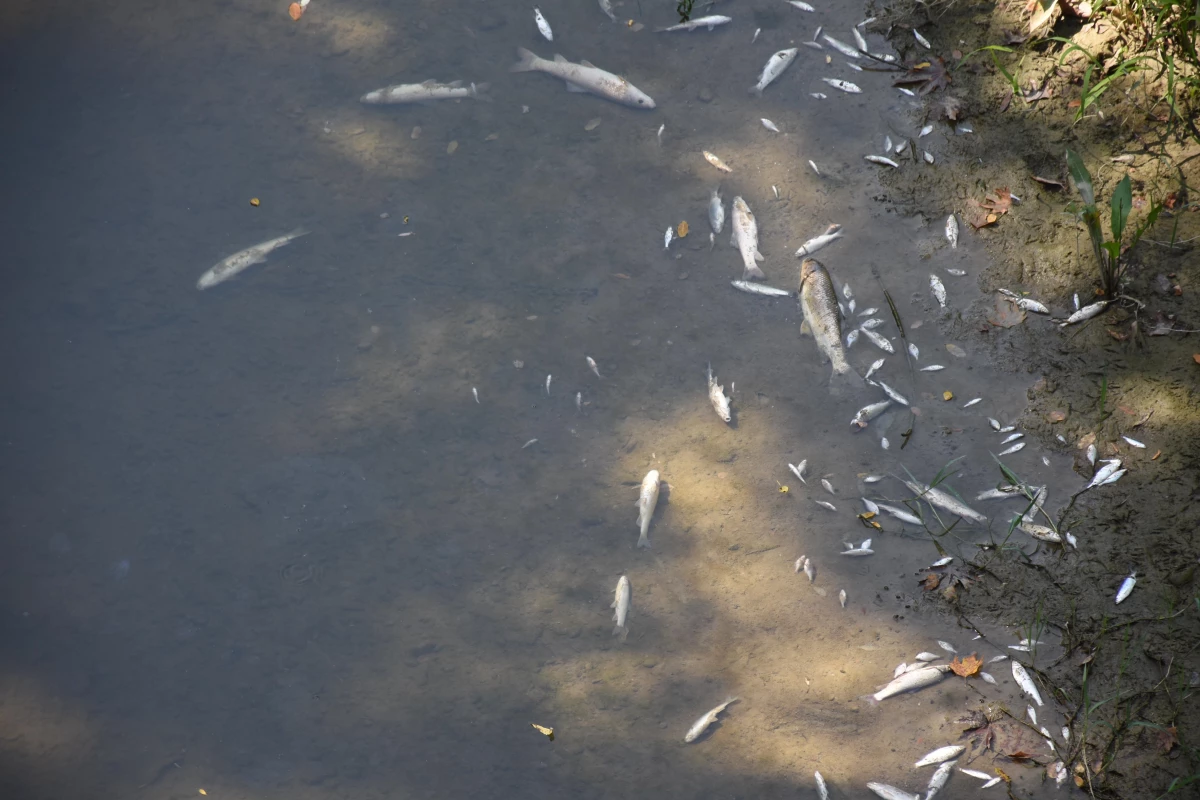 Bartın Irmağı\'nda görülen toplu balık ölümleri nedeniyle inceleme başlatıldı