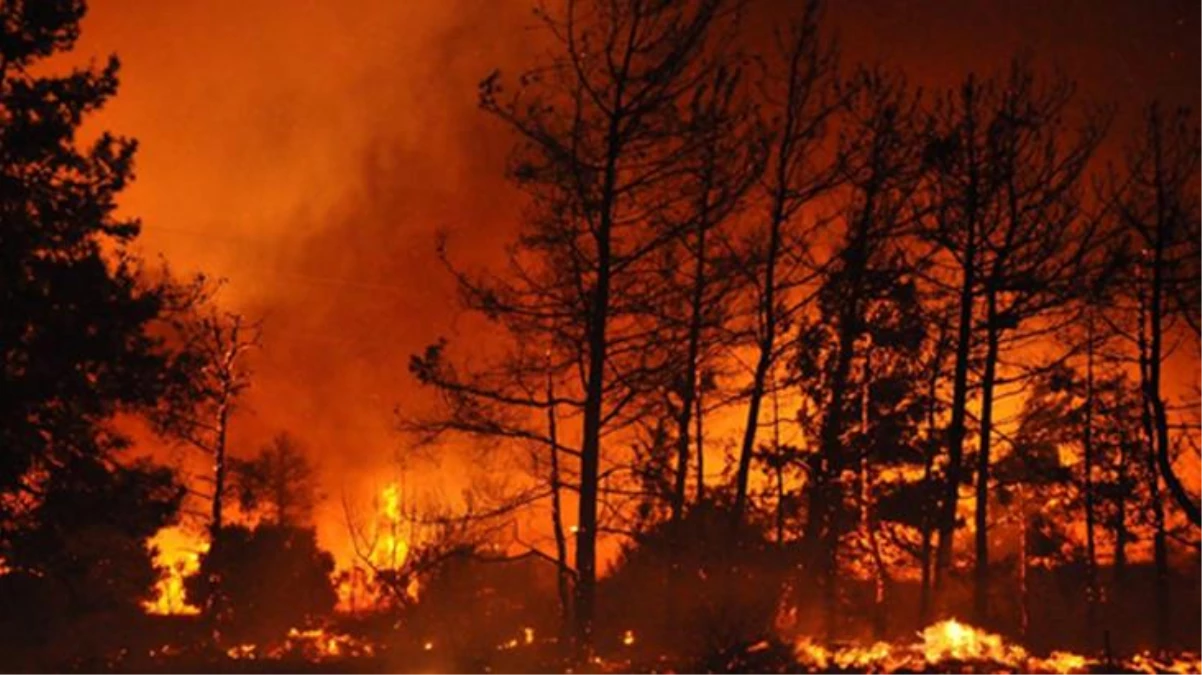 Fırsatçılar orman yangınlarıyla ortaya çıktı! Cezası her bir ürün için 114 bin lira