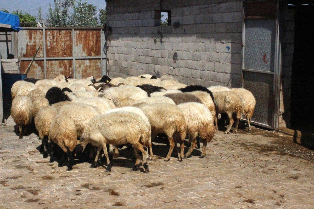 Çaldığı koyunları satarak parasını gazinoda yedi