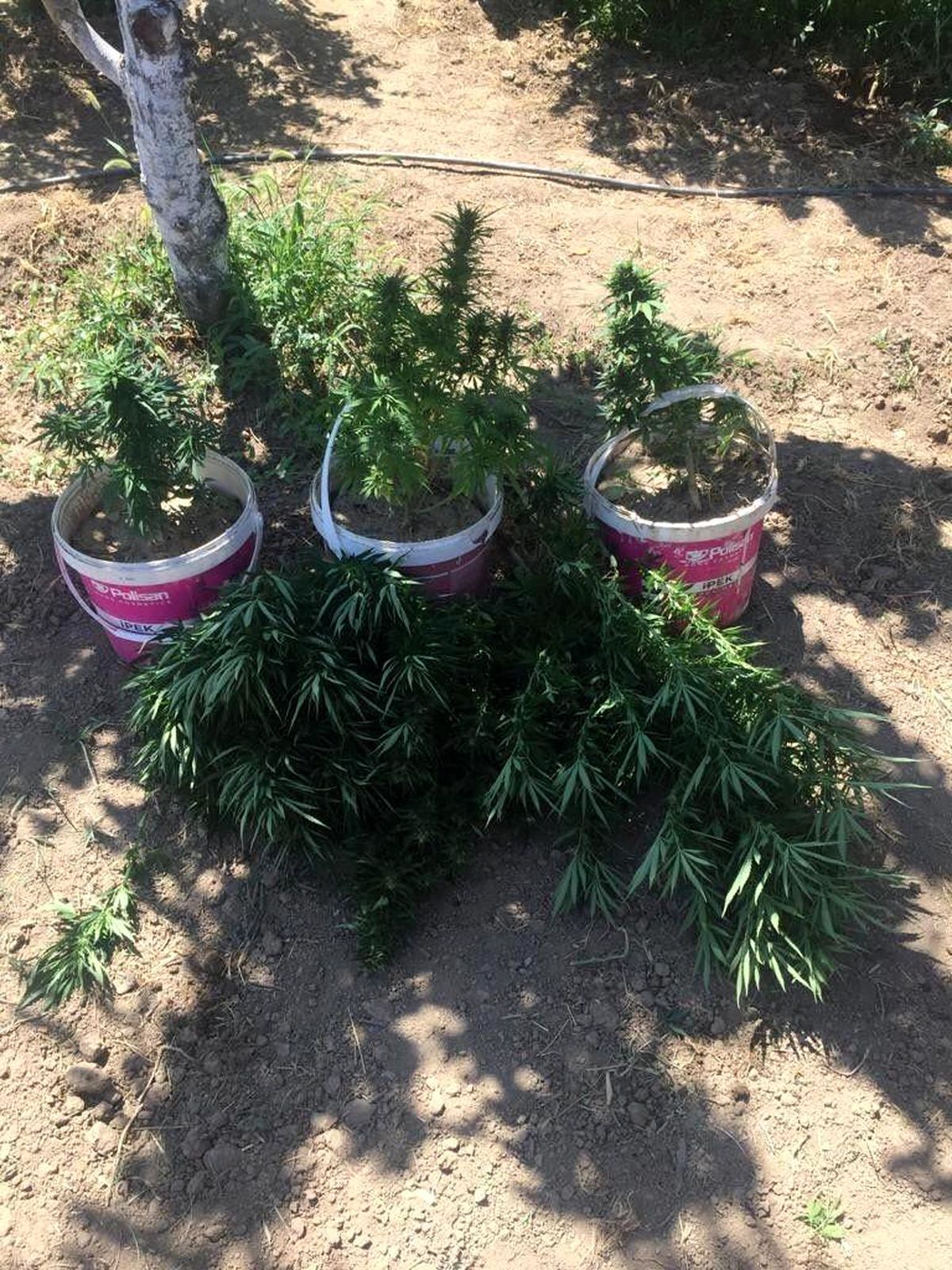 Elazığ\'da kenevir eken şüpheli yakalandı