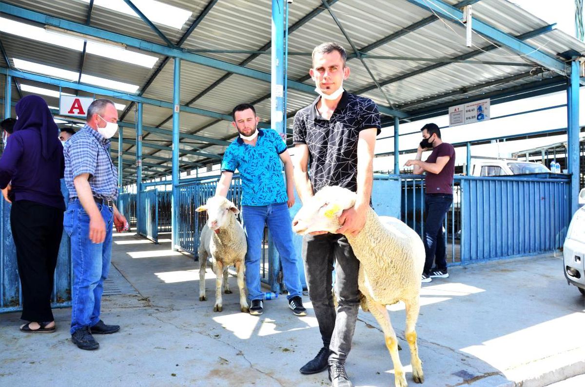 Hayvan yetiştiricilerine damızlık koç dağıtıldı