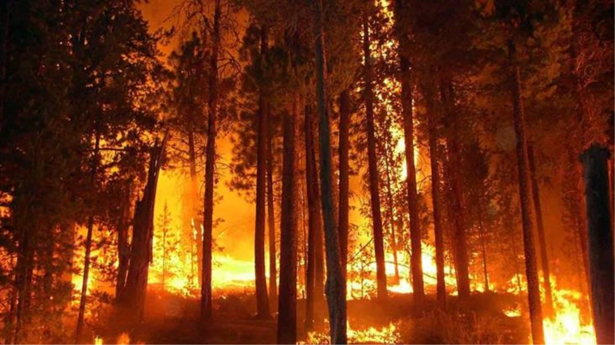 Fırsatçı satıcılar, yangın malzemelerine son bir haftada yüzde 630\'lara varan zam yaptı