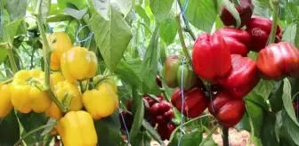 Kaliforniya biberinin deneme üretiminde başarılı sonuç alındı