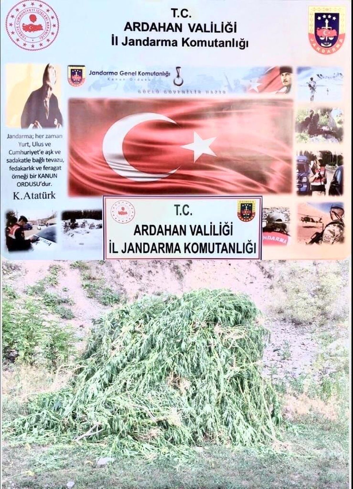 Kendiliğinden yetişen 23 bin 800 kök kenevir bitkisi imha edildi