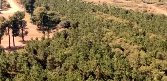 Kocaeli'de ormanlık alanlar drone ile denetleniyor