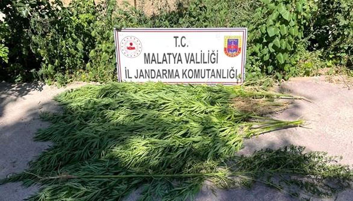 Son dakika haberi: Malatya\'da esrar ve kenevir operasyonu: 1 gözaltı