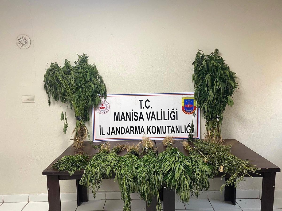 Manisa\'da jandarmadan kenevir operasyonu