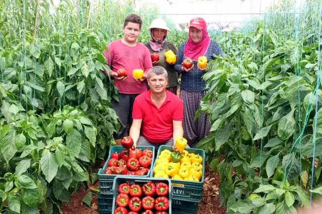 Mersin'de denemek için ekilen paprika biberinin kilosu 13 liradan alıcı buluyor Mersin'de denemek için ekilen paprika biberinin kilosu 13 liradan alıcı buluyor