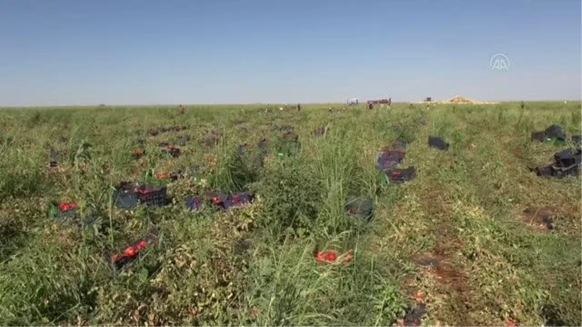 ŞANLIURFA - Güneydoğu\'nun domatesleri kavurucu sıcaklarda kurutulup 3 kıtada sofraları süslüyor